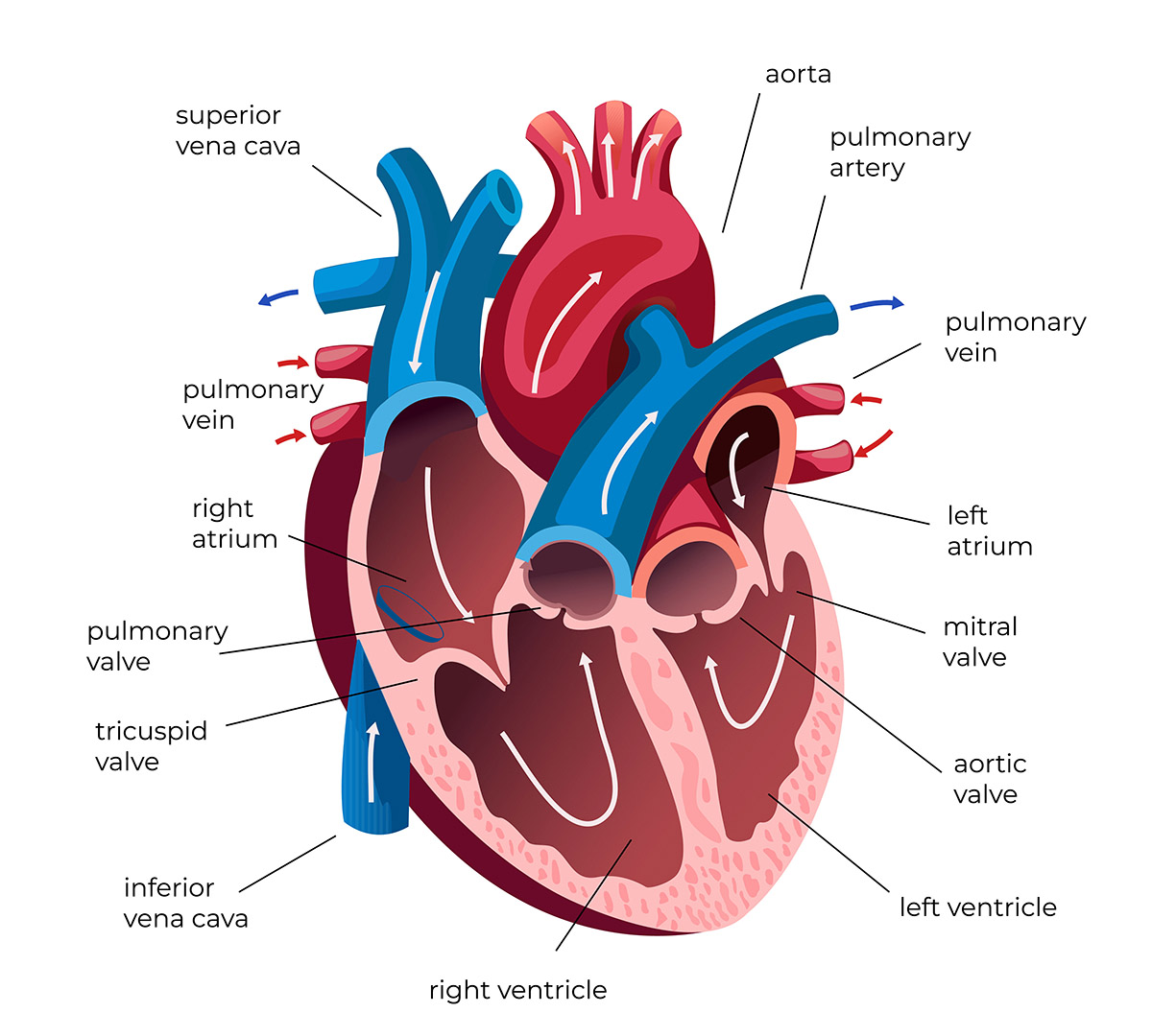 human heart anatomy